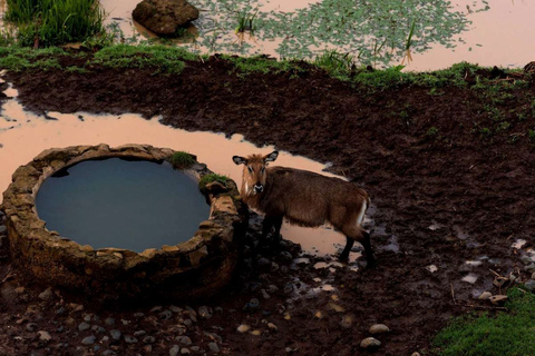 Da Nairobi: Safari notturno sul Monte Kenya