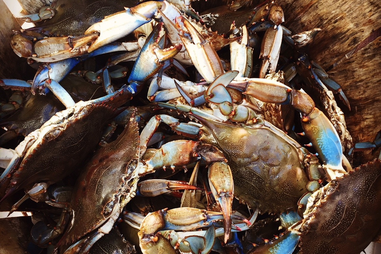 Charleston: Shem Creek Culture Tour