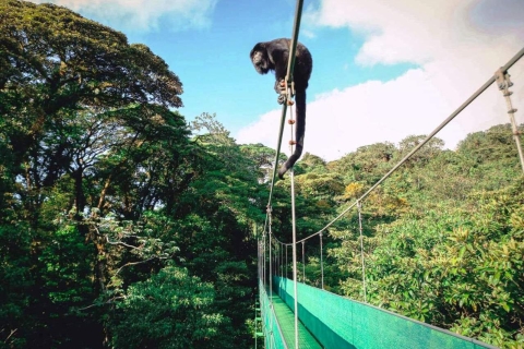 San José: excursion d'une journée en tramway et ponts suspendus à Monteverde