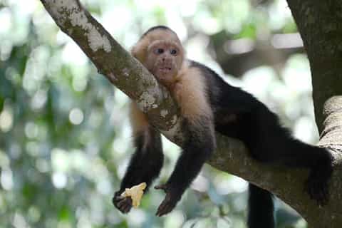San Jose: Monteverde Sky Tram & Hanging Bridges Day Tour