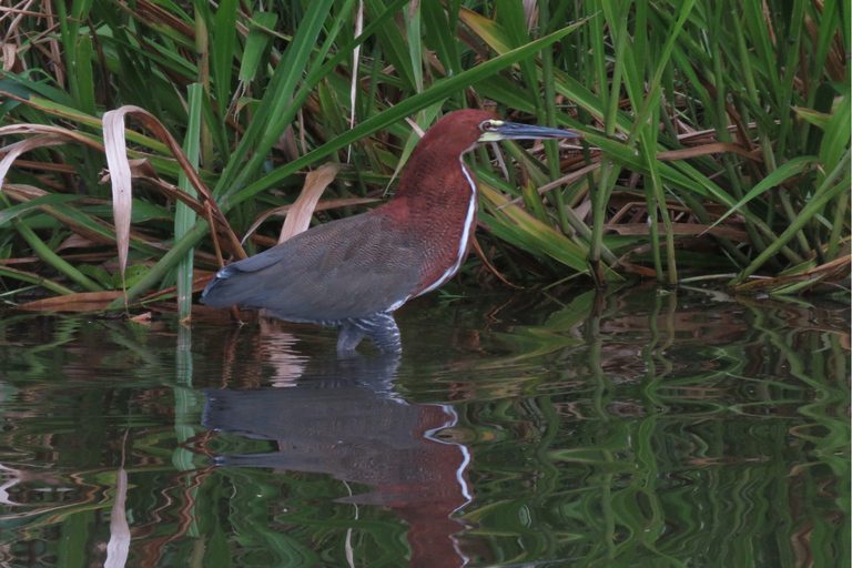 Tambopata: Wildlife Tour with Anacondas and Macaws