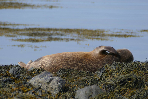 Reykjavik: Small-Group Snæfellsnes Day Trip