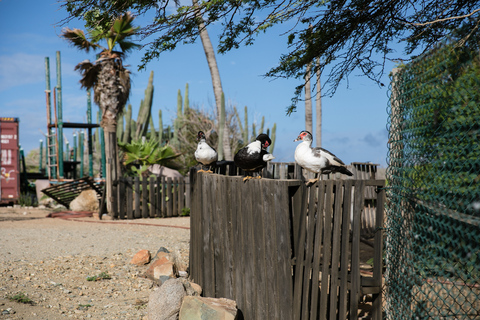 Paradera: Aruba Ostrich Farm Entrance with Tour and Lunch Paradera: Aruba Ostrich Farm Entrance with Lunch