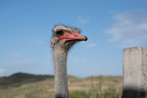 Paradera: Aruba Ostrich Farm Entrance with Tour and Lunch Paradera: Aruba Ostrich Farm Entrance with Lunch