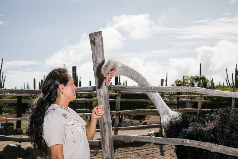 Paradera: Aruba Ostrich Farm Entrance with Tour and Lunch Paradera: Aruba Ostrich Farm Entrance with Lunch