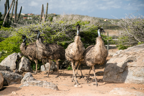 Paradera: Aruba Ostrich Farm Entrance with Tour and Lunch Paradera: Aruba Ostrich Farm Entrance with Lunch