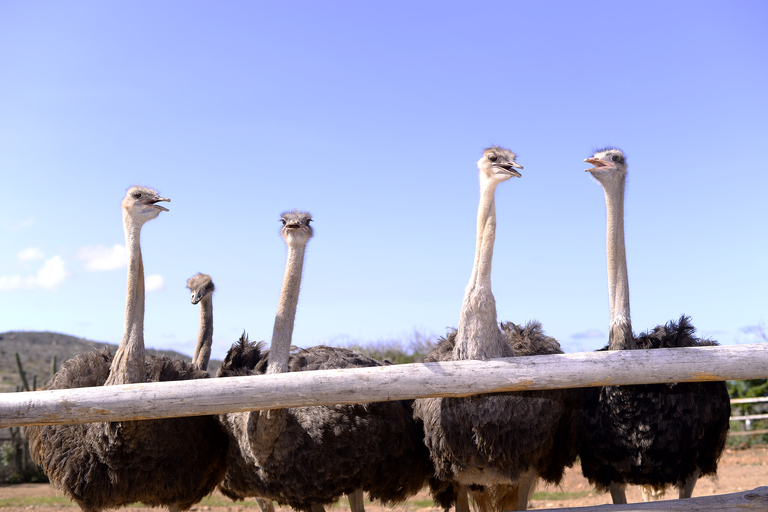 Paradera: Aruba Ostrich Farm Entrance with Tour and Lunch Paradera: Aruba Ostrich Farm Entrance with Lunch