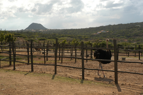 Paradera: Aruba Ostrich Farm Entrance with Tour and Lunch Paradera: Aruba Ostrich Farm Entrance with Lunch