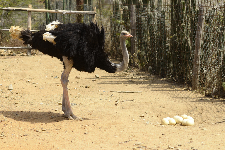 Paradera: Aruba Ostrich Farm Entrance with Tour and Lunch Paradera: Aruba Ostrich Farm Entrance with Lunch