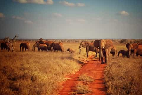 Parc national de Tsavo Ouest Province de la côte Kenya Réservez de