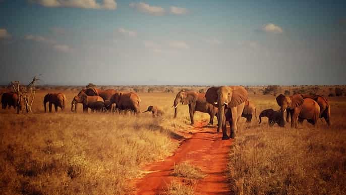 tsavo east national park and salt lick 3day 2night safari