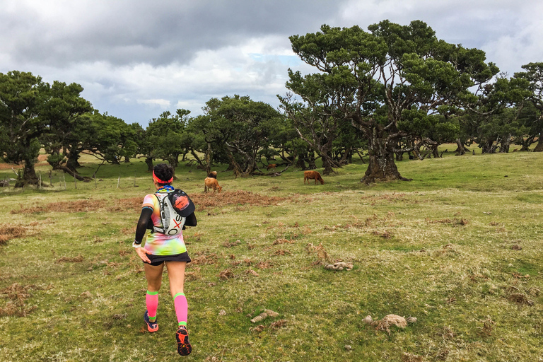 Funchal: Lauftour durch den Urwald von Fanal