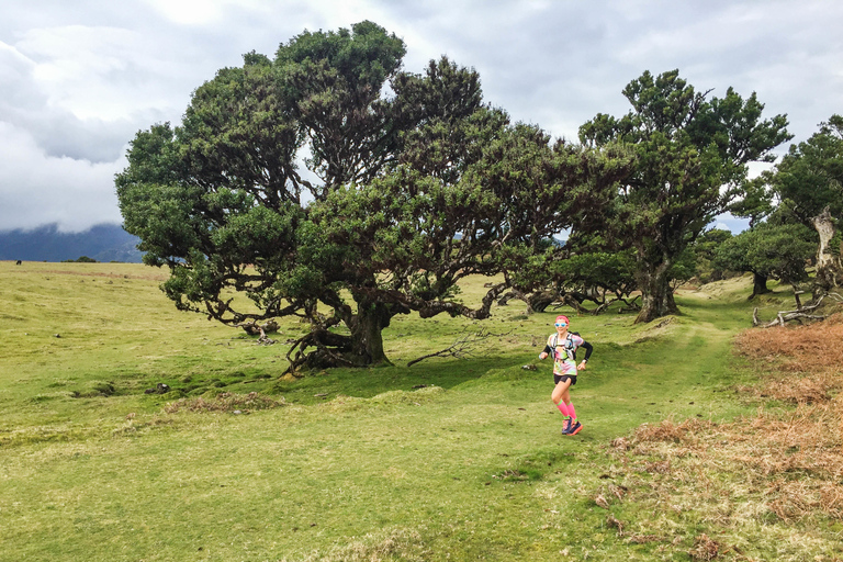 Funchal: Lauftour durch den Urwald von Fanal