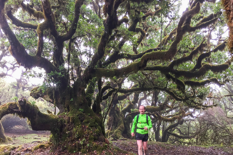 Funchal: Lauftour durch den Urwald von Fanal