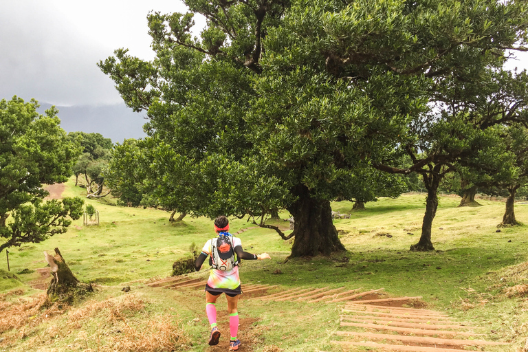 Funchal: Lauftour durch den Urwald von Fanal