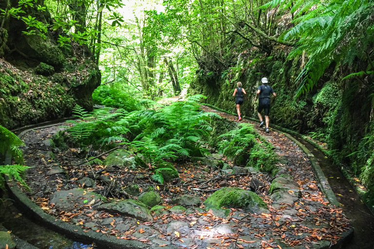 Funchal: Wycieczka biegowa po starożytnym lesie Fanal