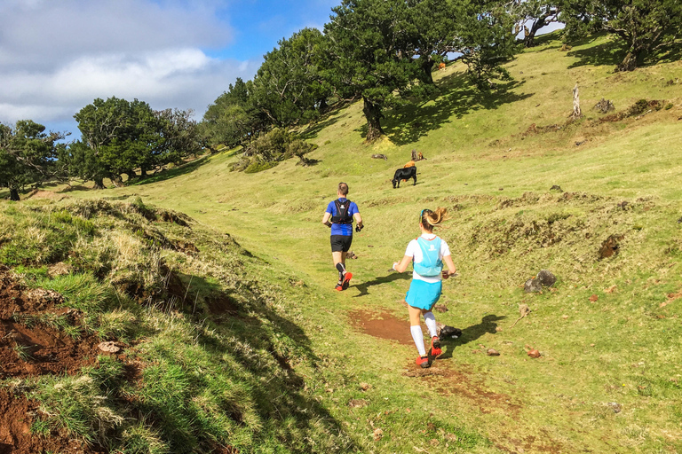 Funchal: Lauftour durch den Urwald von Fanal