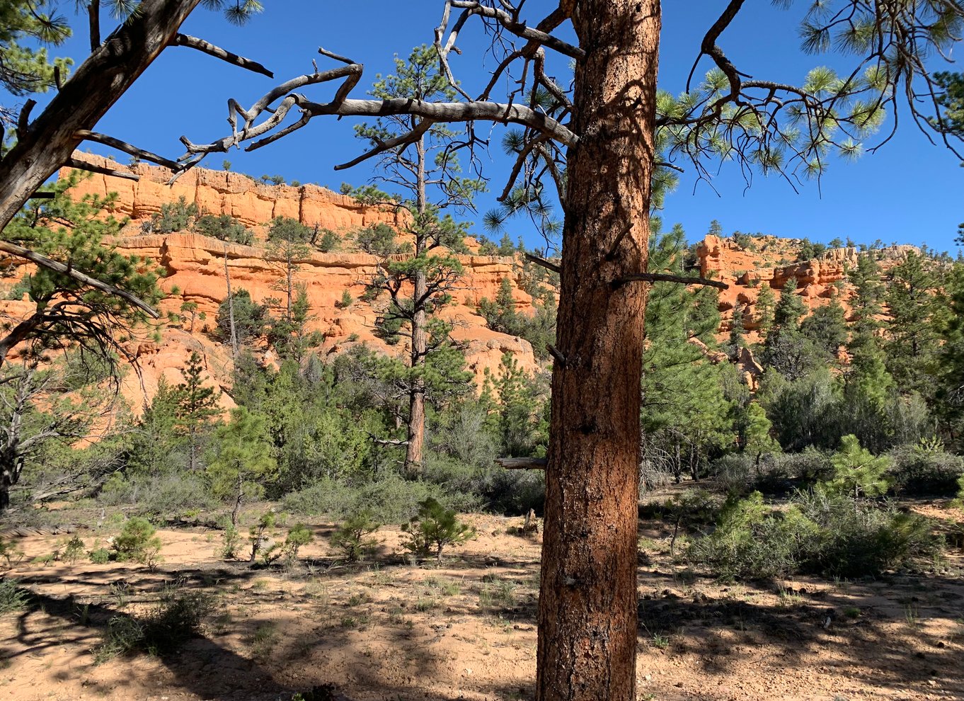 Bryce Canyon City: Ridetur på hesteryg i Red Canyon