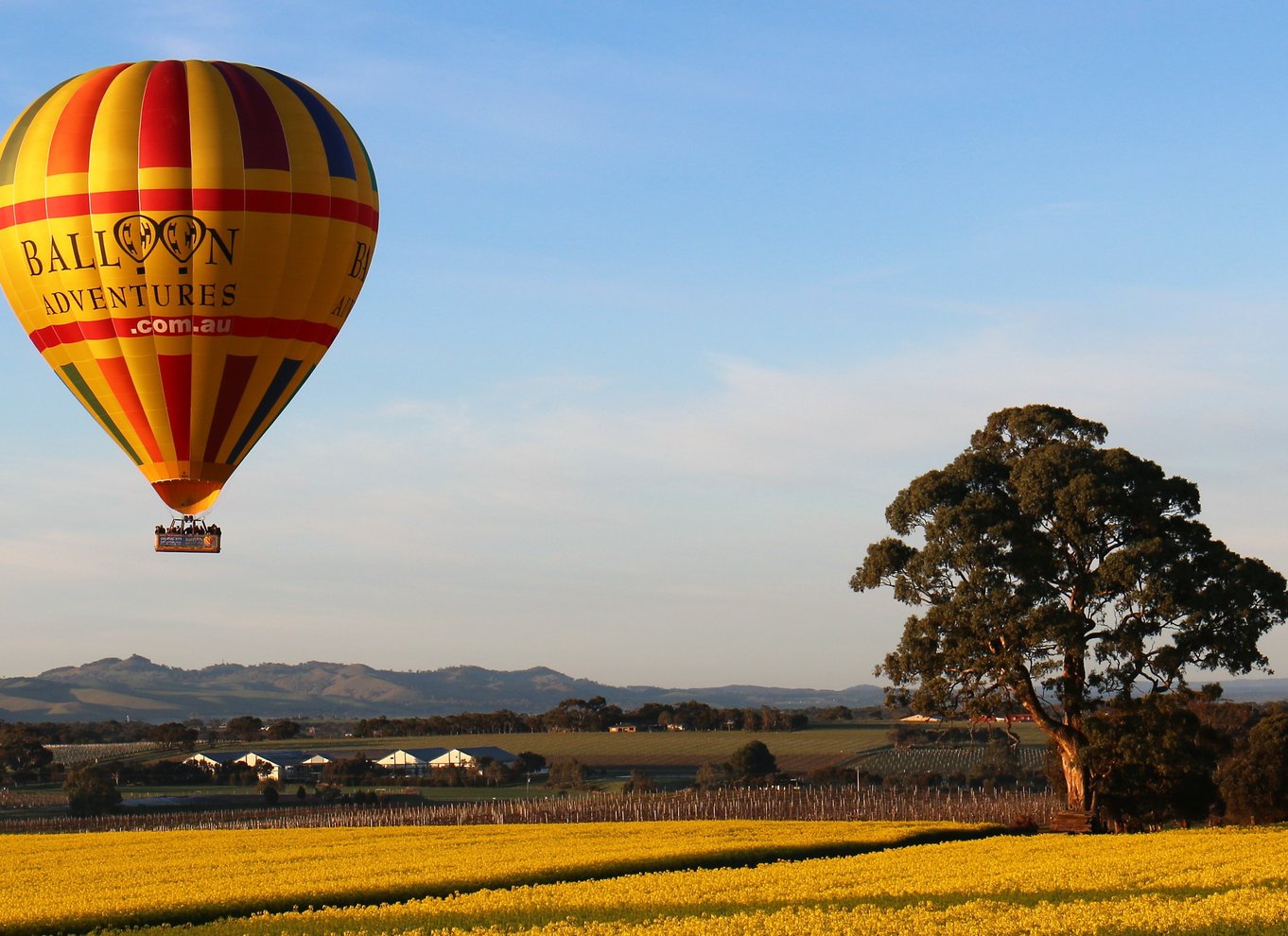 Barossa Valley: Flyvetur i varmluftsballon