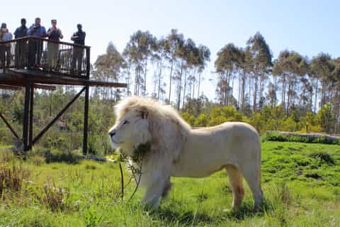Wild Cat Experience 1-Hour Tour