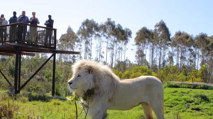 wild cat experience 1hour tour