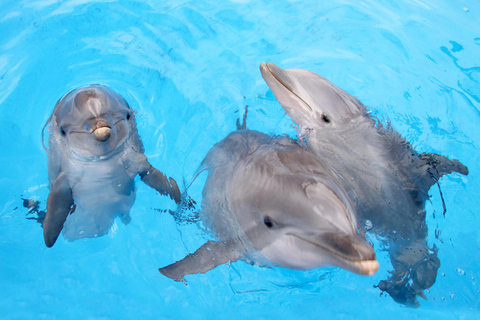 Benidorm: Mundomar Animal Park Entrance Ticket Benidorm: Mundomar Animal Park Afternoon Ticket