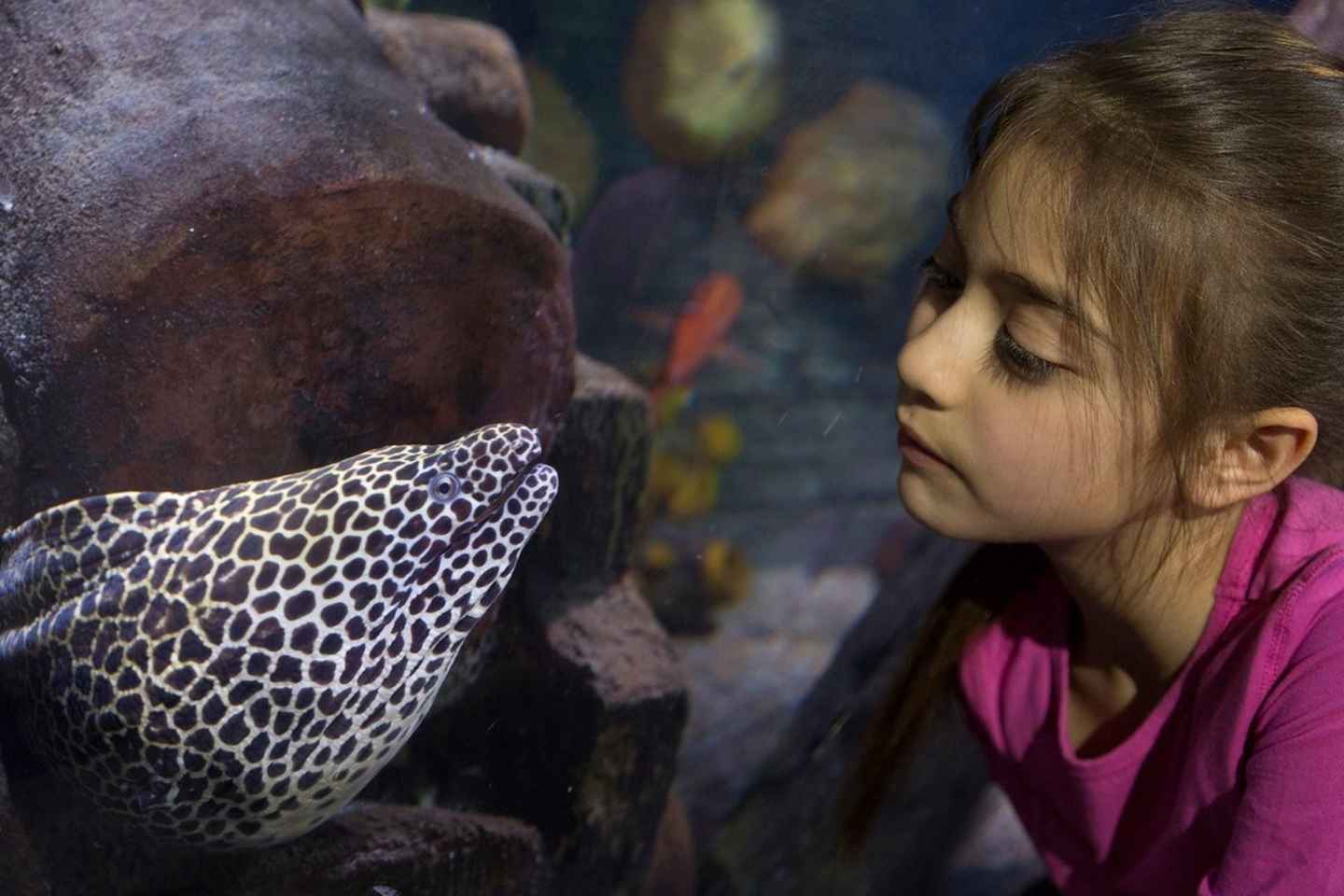 Loch Lomond: Sea Life Entrance Ticket