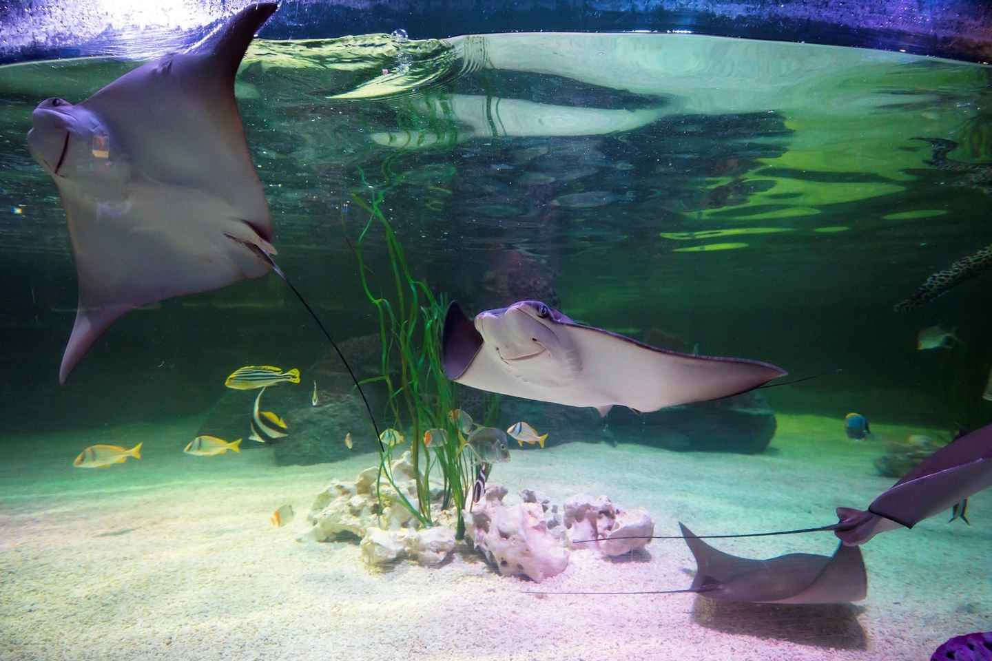 Loch Lomond: Sea Life Entrance Ticket