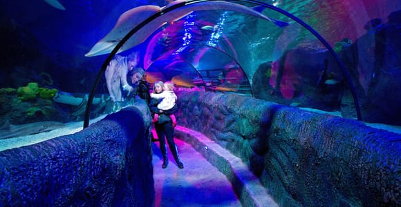 Loch Lomond: Sea Life Entrance Ticket