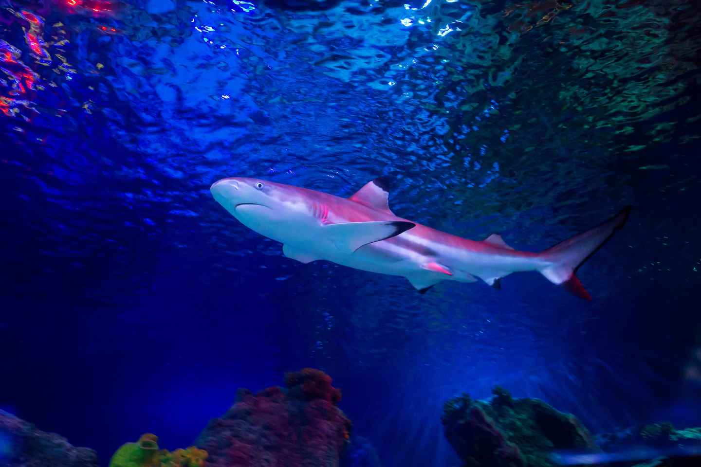 Loch Lomond: Sea Life Entrance Ticket