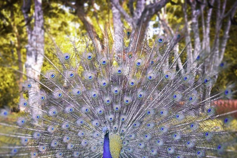 Zanzibar: Prison Island Tour Zanzibar: Prison Island Tour