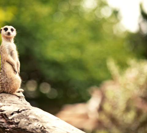 Safaris & wildlife activities