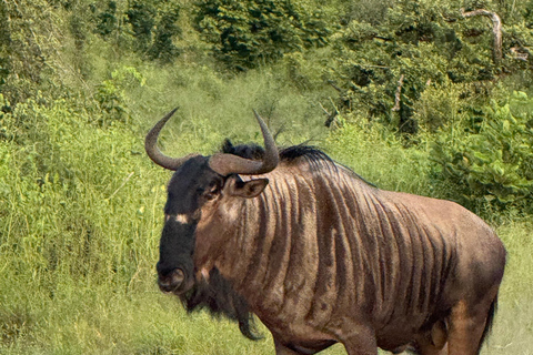 Chobe Overnight Trip, (Night drive, Village Walk, Camping)