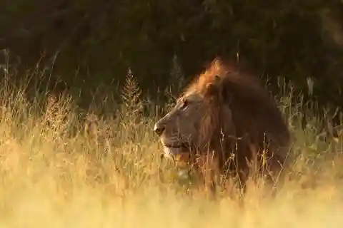 Cape: Safari & Whale Coast 3-Day Tour with Private Transfers