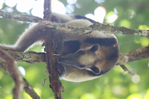 Uvita: Corcovado Rainforest & Wildlife Adventure