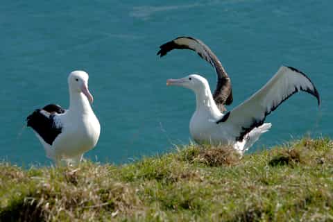 Dunedin: Wildlife and Albatross Center Shore Excursion