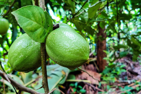 Goa: wycieczka po plantacji przypraw i tradycyjny lokalny lunch