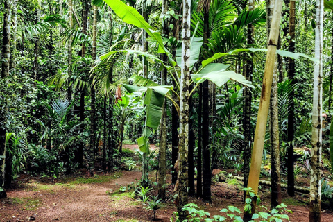 Goa : Visite de la plantation d'épices et déjeuner traditionnel local