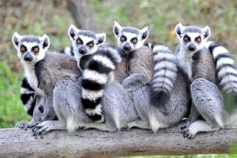 Rostock Zoo: Full-Day Entrance Ticket