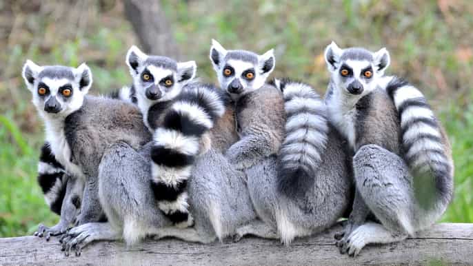 zoo de rostock billet dentrée à la journée
