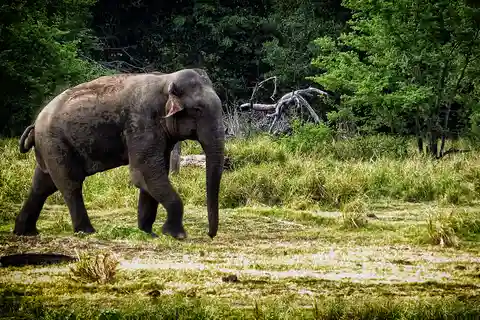 From Ella: All Inclusive Udawalawe National Park Safari