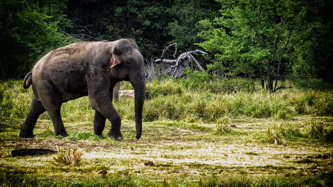 from ella udawalawe national park safari tour