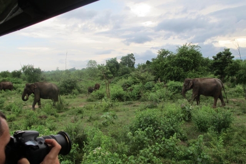 Van Ella: Udawalawe National Park Safari Tour