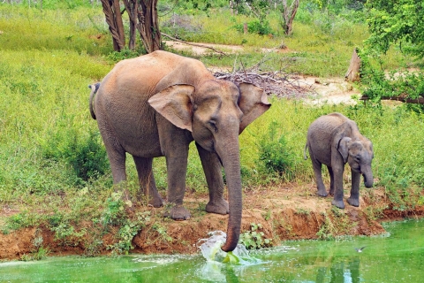 De Ella: Safari Park dans le parc national d'Udawalawe