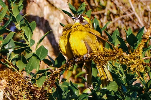 Horton Plains National Park: All-Inclusive Tour