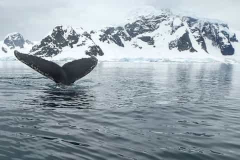 Tromsø: Whale Watching Tour by Hybrid-Electric Catamaran