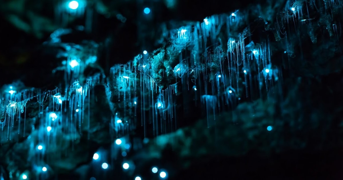 Byron Bay Hinterland Magic And Glow Worm Experience Getyourguide