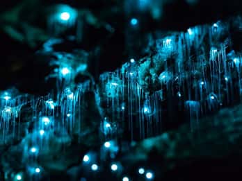 Byron Bay: Glowworms, Waterfalls & Rainforest Experience