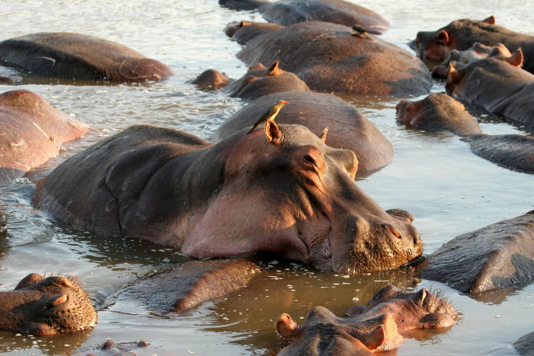 Tanzania: 3-Day Safari to Tarangire and Ngorongoro