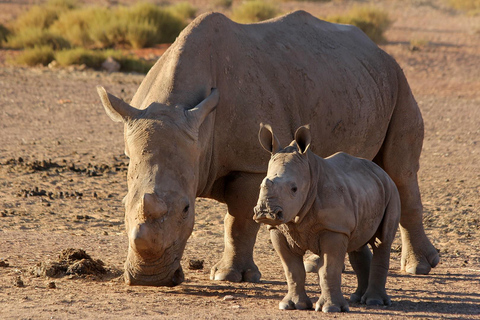 Safari dans la réserve de Big5 Aquila avec déjeuner et dégustation